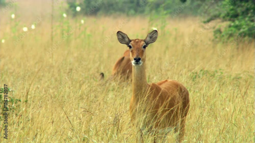 Impalas standing in tall grass on African savanna Impalas standing in tall grass on African savanna