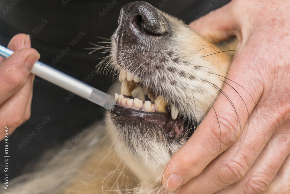 Nahaufnahme - Hund erhält Medizin mit einer Spritze ins Maul - Closeup -  Dog gets medicine with a syringe into the mouth Stock Photo | Adobe Stock
