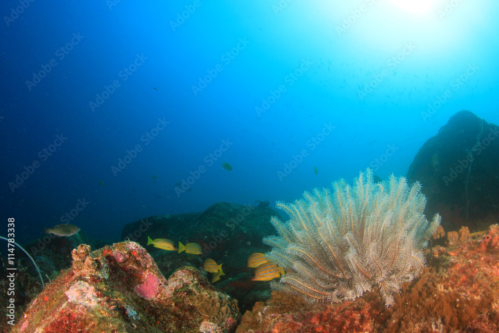 Fototapeta premium Coral reef and fish underwater
