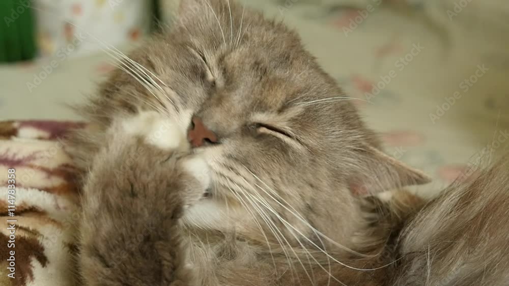 Slow motion shot of a grey striped cat licking its paw relaxing Slow motion shot of a grey striped cat licking its paw relaxing