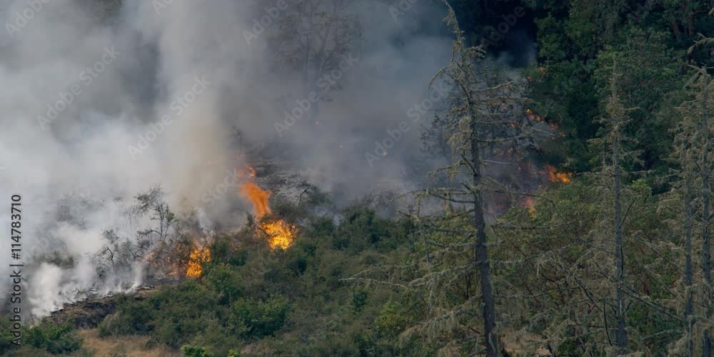 Smoke rising above flames of spreading brush fire igniting trees Smoke rising above flames of spreading brush fire igniting trees