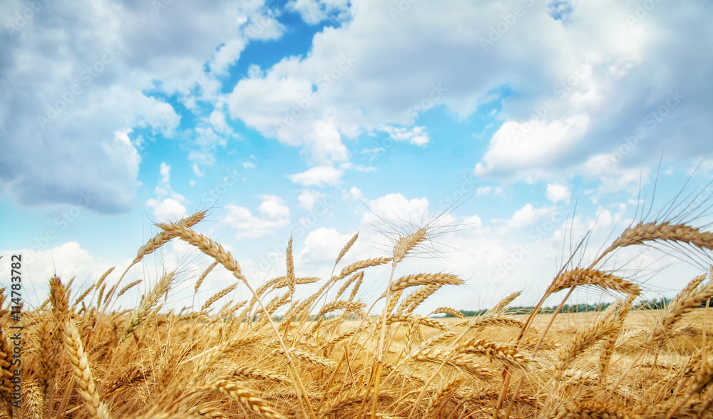 Wheat field in summer day