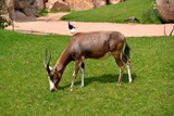 Antilope bruca sul prato verde