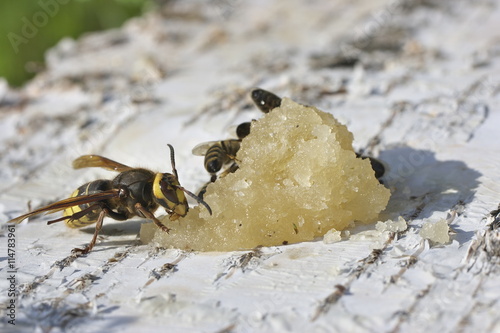 Hornet eats honey.