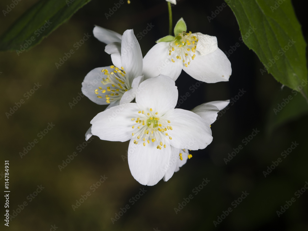 Obraz premium White flowers on mock-orange shrub with bokeh background, macro, selective focus, shallow DOF