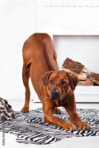 Rhodesian Ridgeback dog bending with its ridge revealed