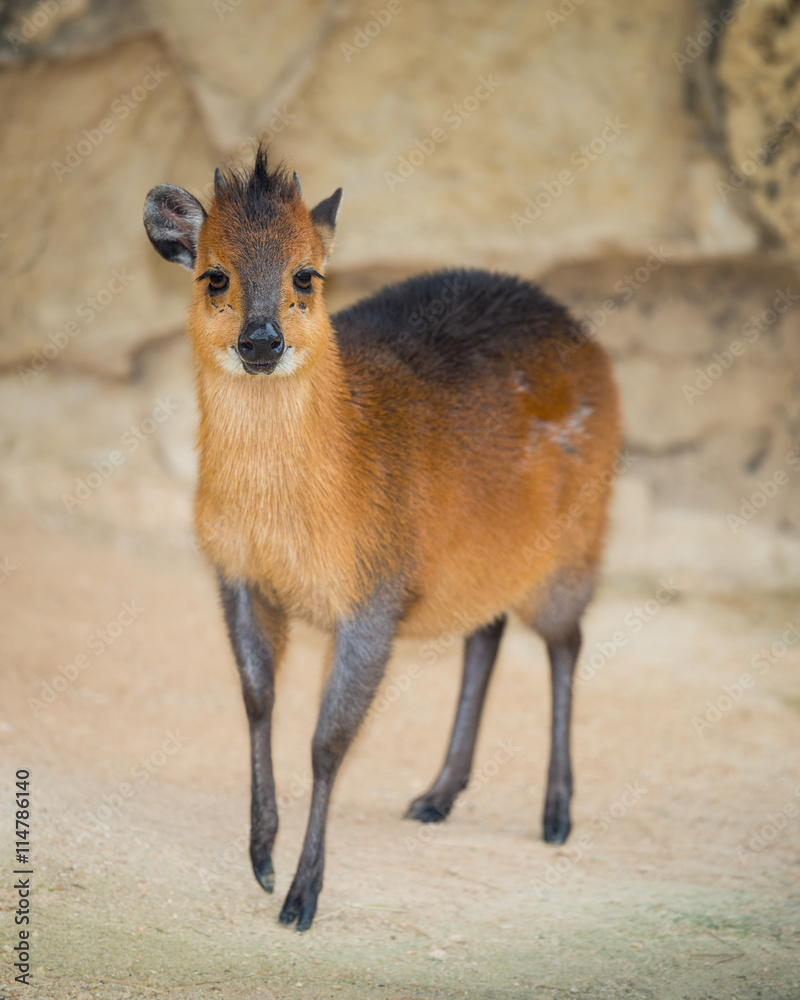 Red-flanked Duiker - Encyclopedia of Life