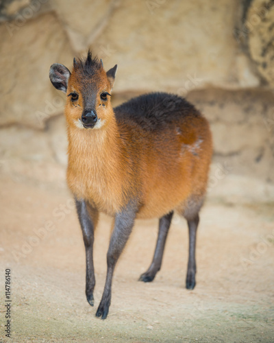 Red-Flanked Duiker (Cephalophus rufilatus) full body standing portrait photo