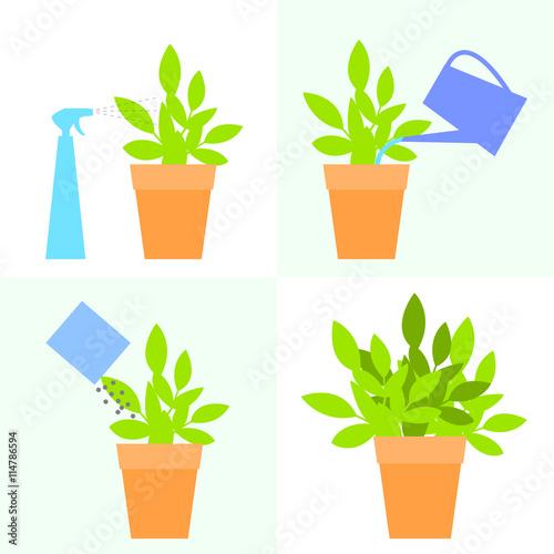 Care of indoor plants. Vector illustration.