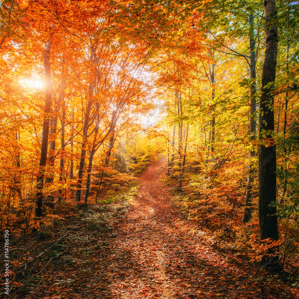 Forest Road in the autumn. Autumn Landscape. Forest Road in the autumn. Autumn Landscape.