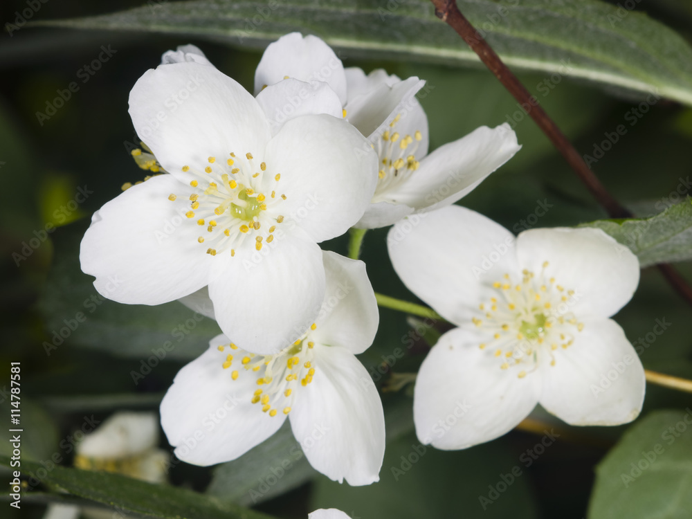 Obraz premium White flowers on mock-orange shrub with bokeh background, macro, selective focus, shallow DOF