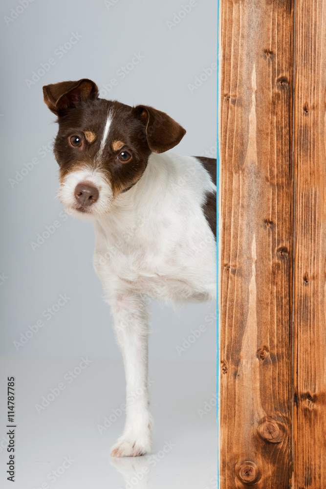 Hund sieht ums Eck Hund sieht ums Eck