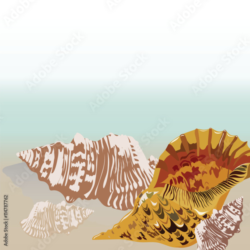 Vector sea shell hand drawn. Vintage Holiday Sea shell on beach background. S...
