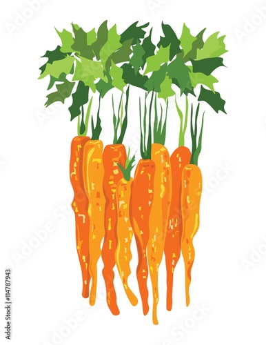 Bunch of carrots abstract illustration. Vector