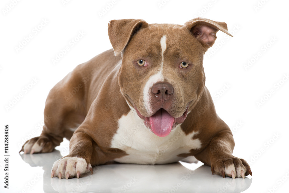 Fototapeta premium Bulldogge