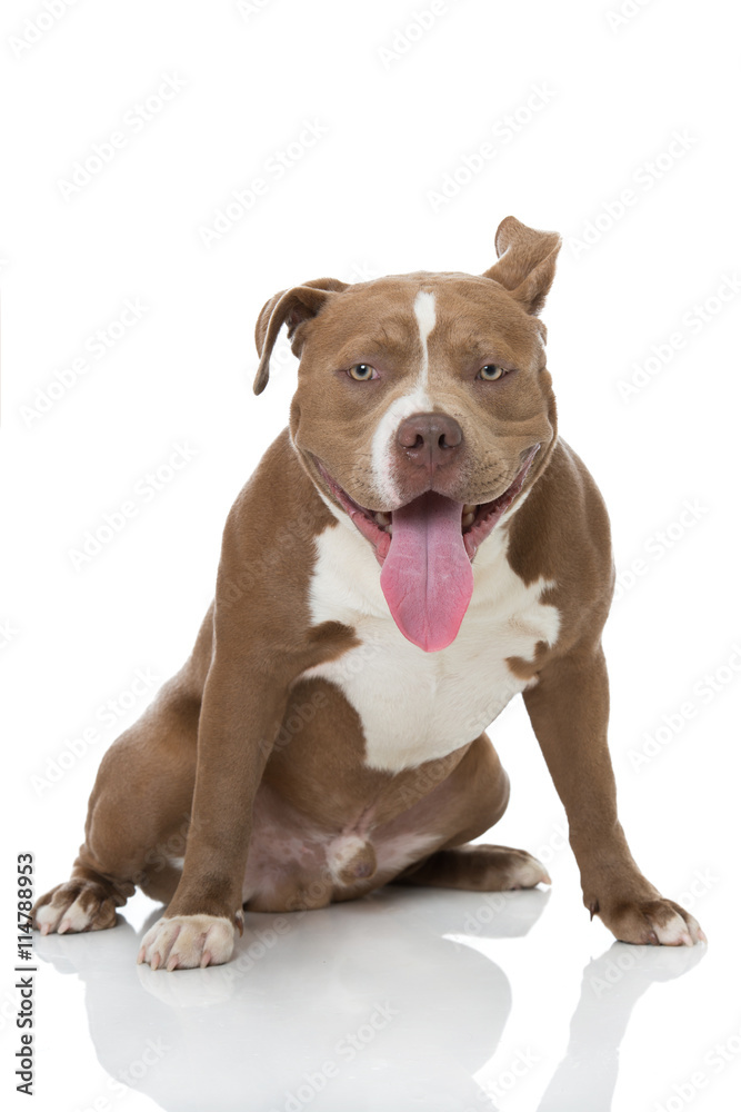 Bulldogge Bulldogge