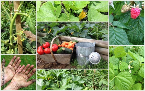 composition de légumes bio de saison,au potager