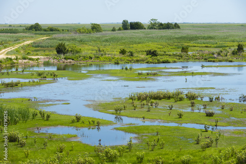 Natural Habitat in the Wetlands