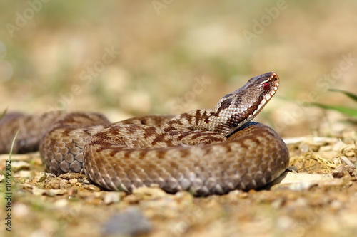 beautiful european venomous snake