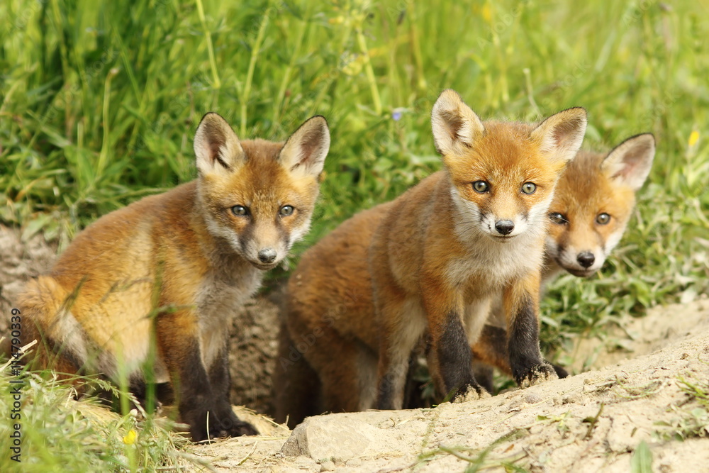 red fox family red fox family