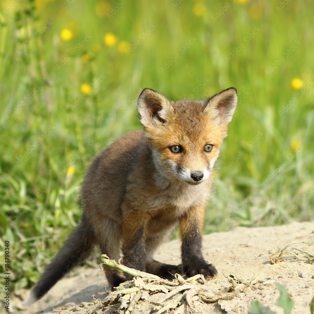 small european fox