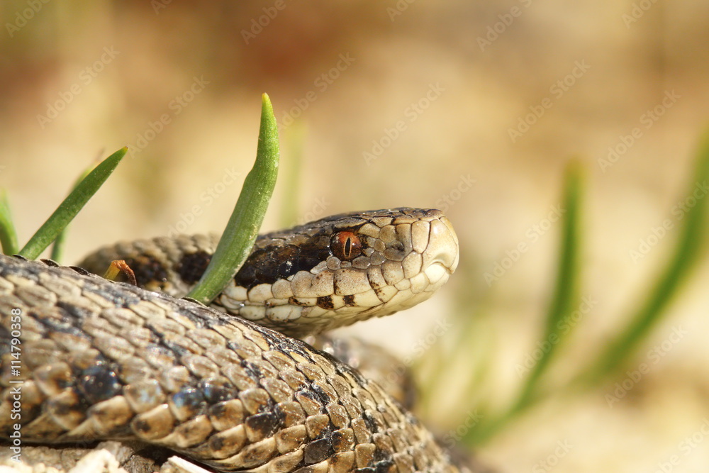 Fototapeta premium the meadow viper