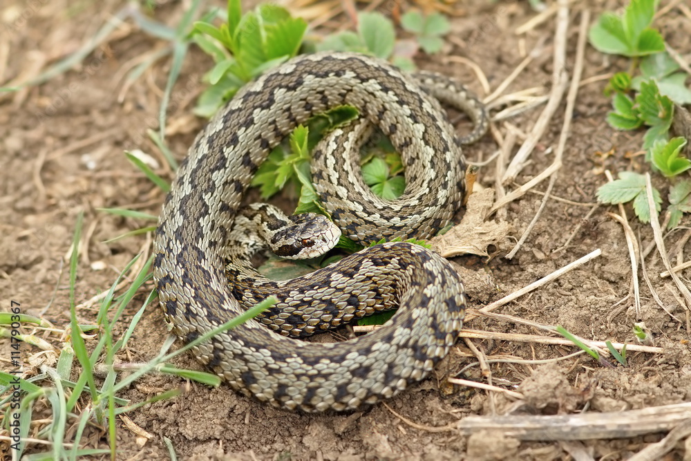 Fototapeta premium vipera ursinii rakosiensis on habitat
