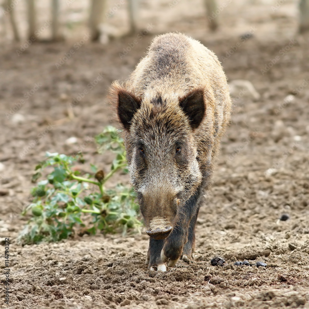 wild boar coming towards the camera wild boar coming towards the camera