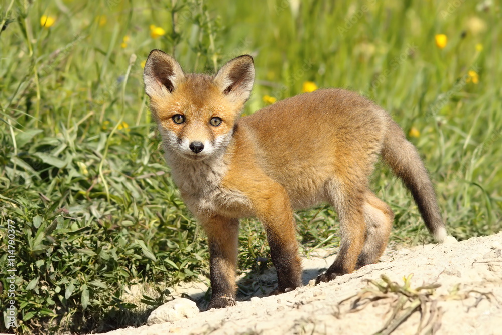 Fototapeta premium wild young fox