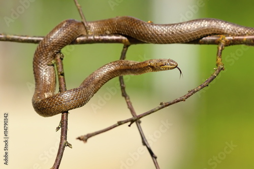 smooth snake climbing on twigs © taviphoto