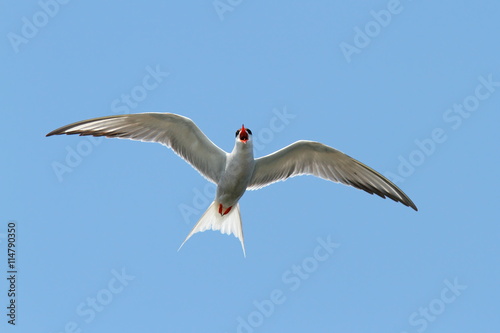 the common tern