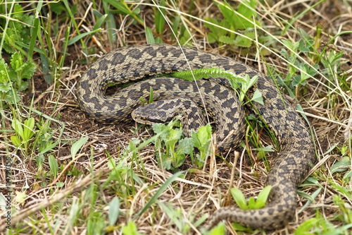 the rarest snake in Europe