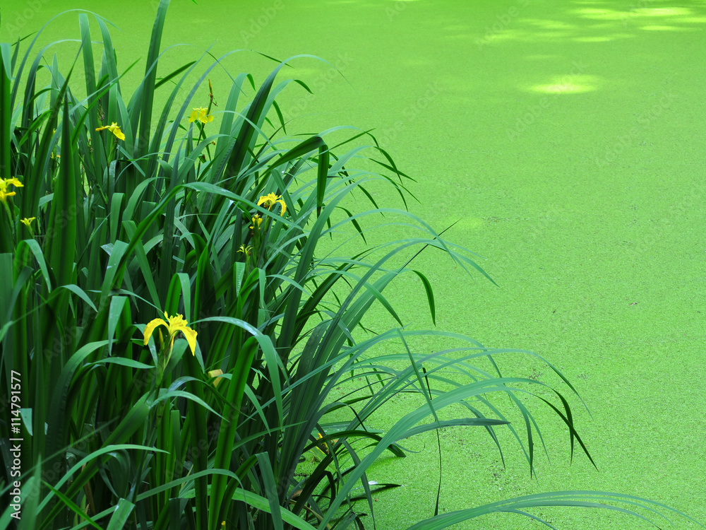gelbe Schwertlilie (Iris pseudacorus) am Teich, der mit kleinen