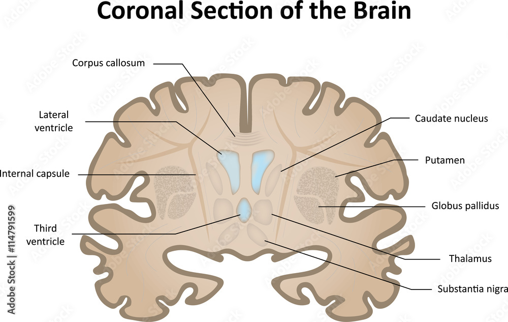 Coronal Brain Slice Stock Vector | Adobe Stock