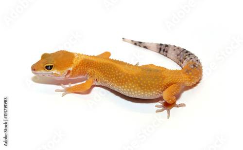 young super hypo Leopard Gecko