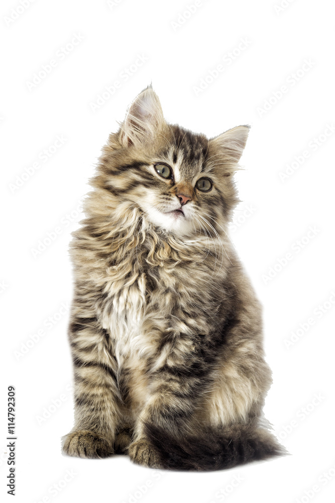 Fototapeta premium puszysty kotek szuka