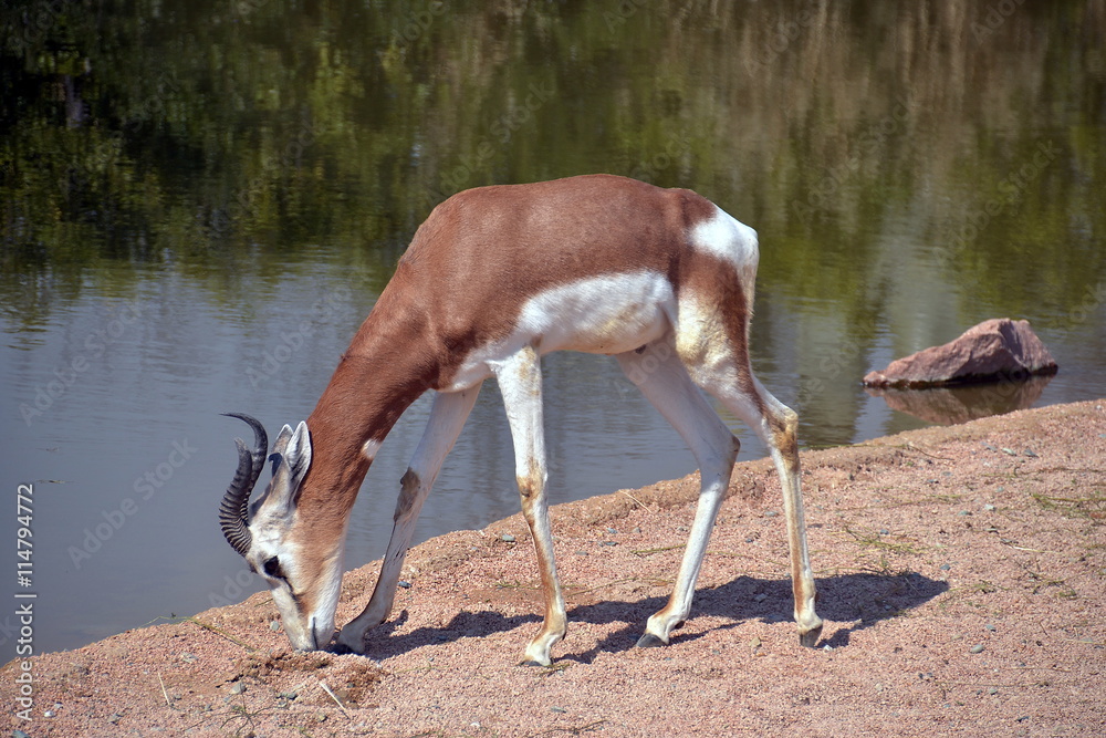 antilope si avvicina alla riva del fiume per dissetarsi