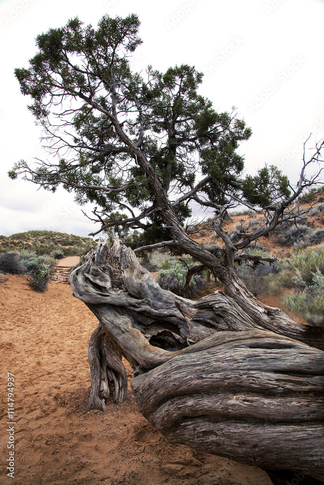 A tree growing out of the rocks at Arches National Park in Moab Utah.