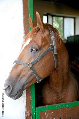 Gidran breed  horse head profile portrait with an alert expression © acceptfoto