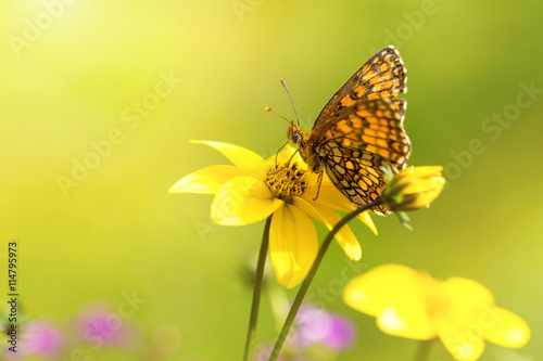 macro shot with orange butterfly on yellow flower © ronstik