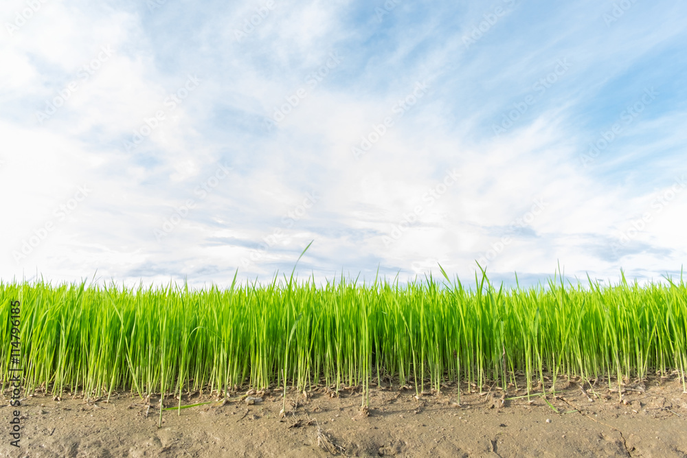 Rice Sprout in Rice field.Rice seedlings green with sky backgrou Rice Sprout in Rice field.Rice seedlings green with sky backgrou