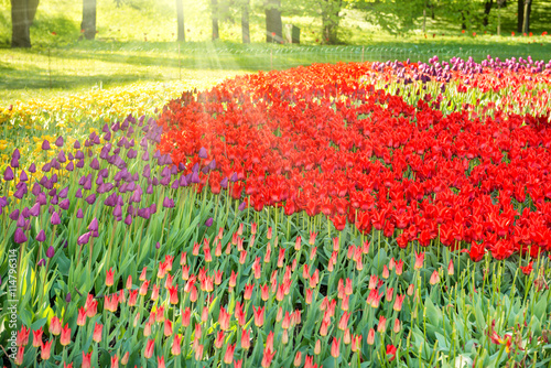 Tulips in the park