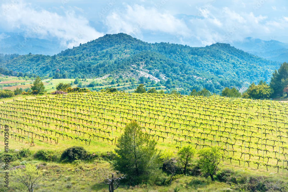Fototapeta premium Vineyard with mountains on background