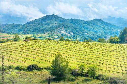 Vineyard with mountains on background