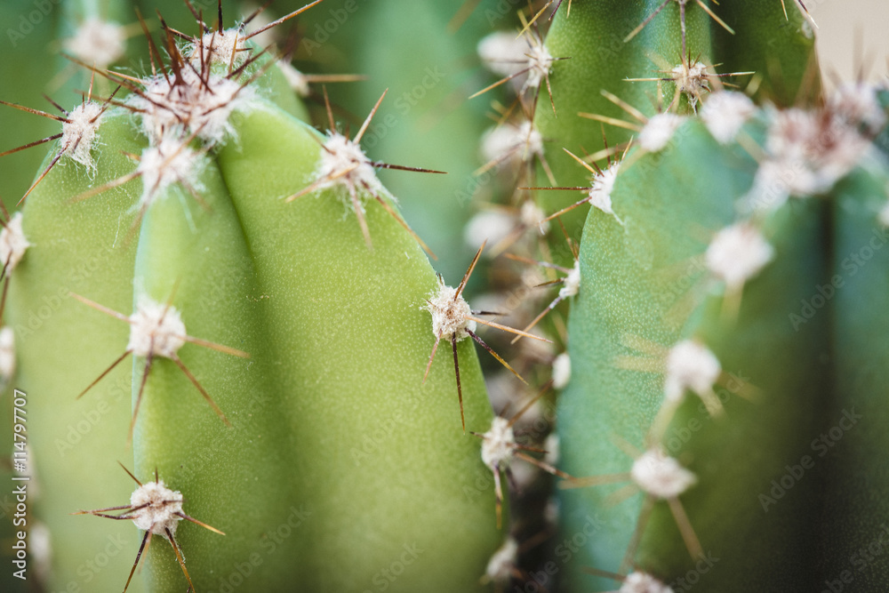 Cactus plant in bloom with sharp spikes Cactus plant in bloom with sharp spikes