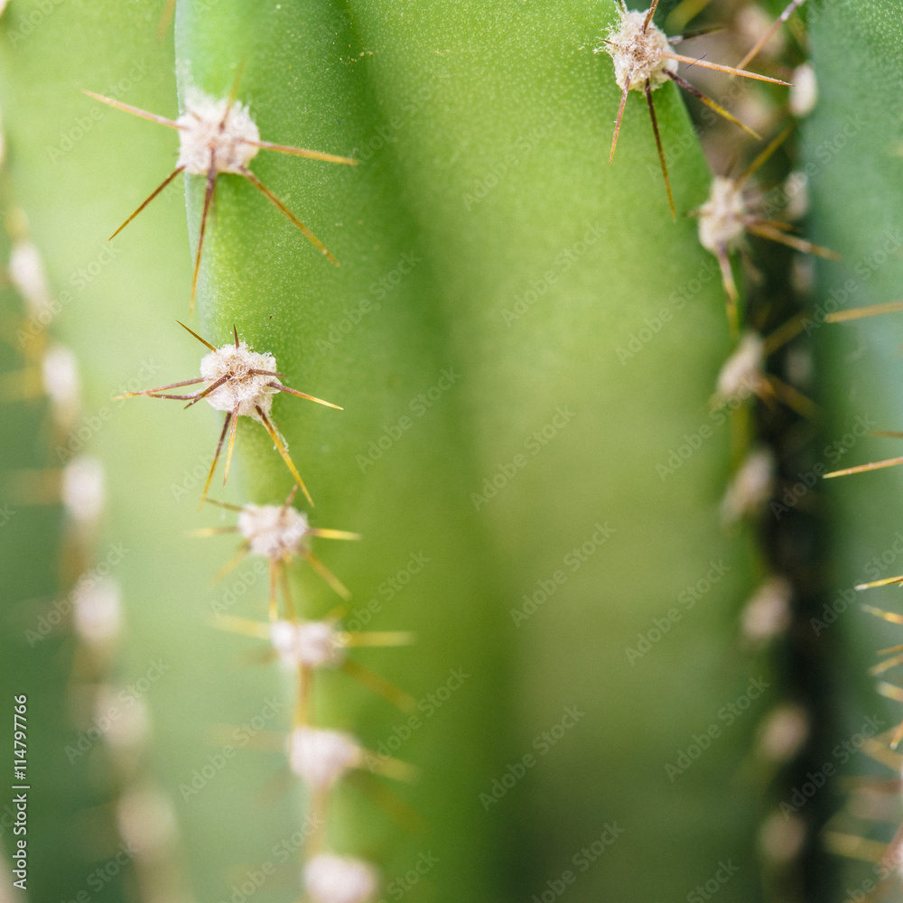 Macro still of a green cactus plant in bloom with sharp spikes Macro still of a green cactus plant in bloom with sharp spikes