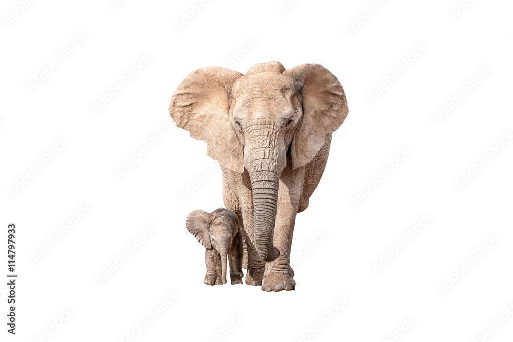 Naklejka premium Elephant calf next to its mother isolated on white