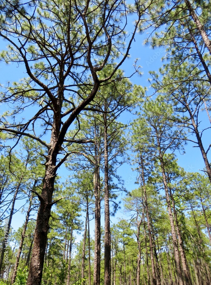 Forest of tall pine trees and a bright blue sky