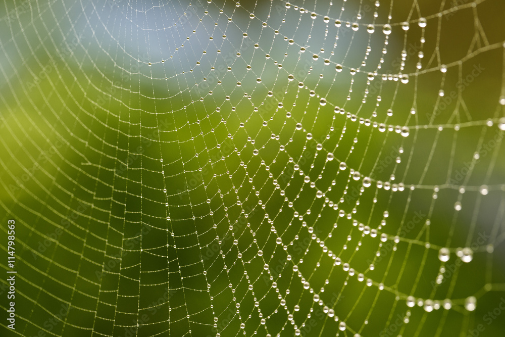 Spinnennetz am Morgen mit frischen Tautropfen