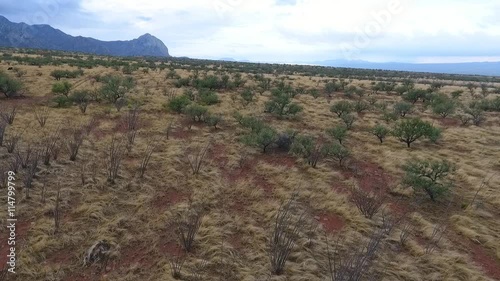 Flying over open range with desert mesquite and ocotillo photo